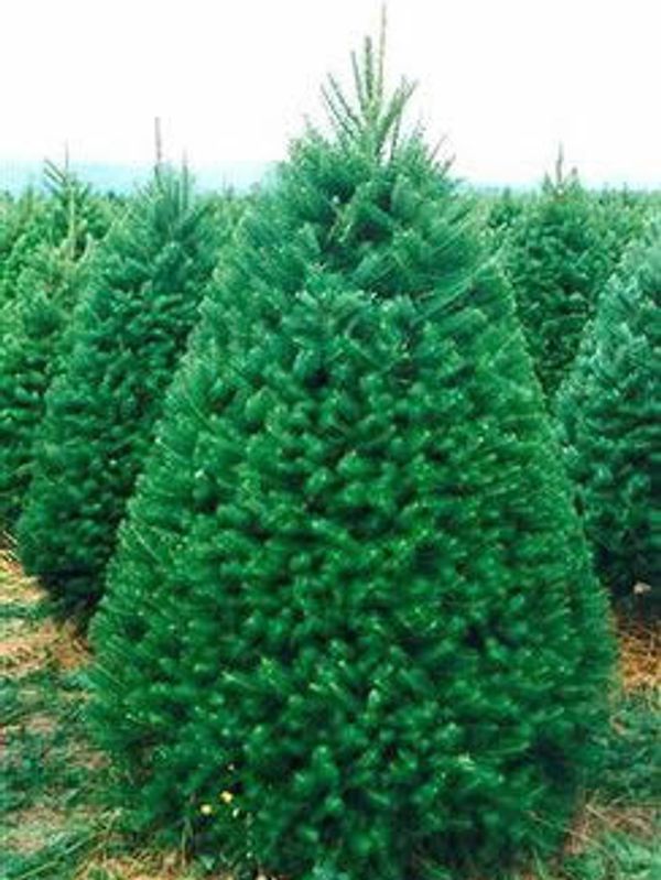 Christmas Trees